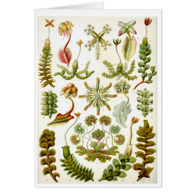 Haeckel_Hepaticae (正面)