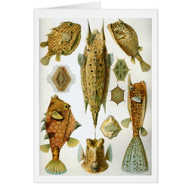 Haeckel_Ostraciontes (正面)