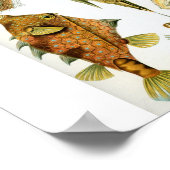 Haeckel_Ostraciontes ポスター (角)