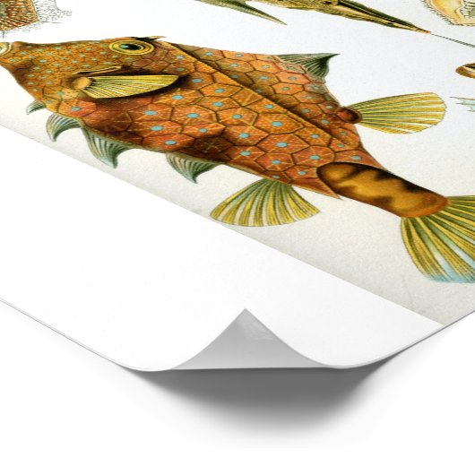 Haeckel_Ostraciontes ポスター (角)