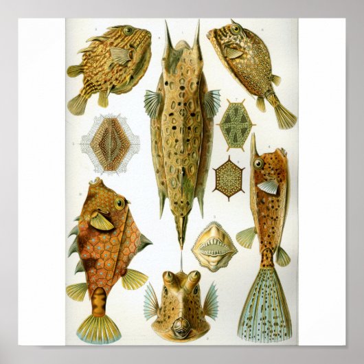 Haeckel_Ostraciontes ポスター (正面)