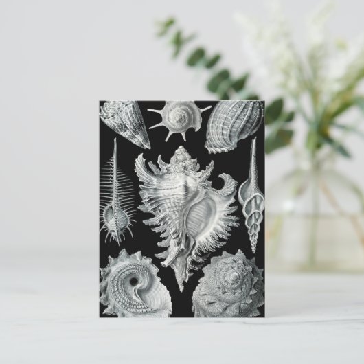 Haeckel Prosobranchia ポストカード (スタンド正面)