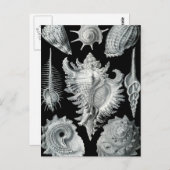 Haeckel Prosobranchia ポストカード (正面/裏面)