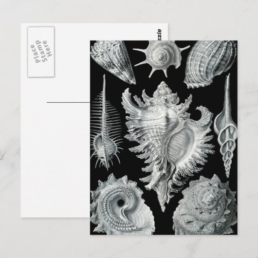 Haeckel Prosobranchia ポストカード (正面/裏面)