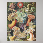 Haeckel Sea Anemones Nautical Sea Life Art Collage ポスター (正面)
