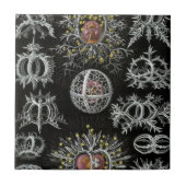 Haeckel Stephoidea タイル (正面)