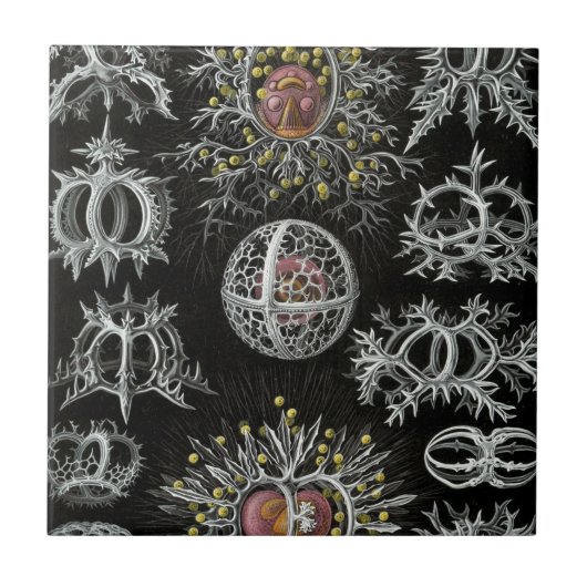 Haeckel Stephoidea タイル (正面)