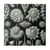 Haeckel Thalamophora タイル (正面)