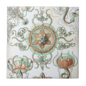 Haeckel Trachomedusae タイル (正面)
