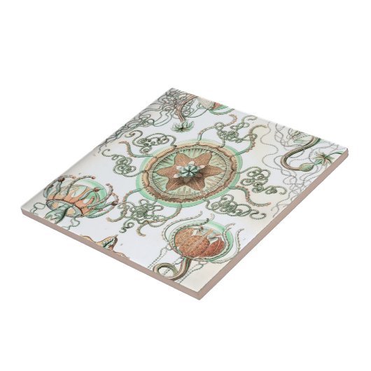 Haeckel Trachomedusae タイル (側面)