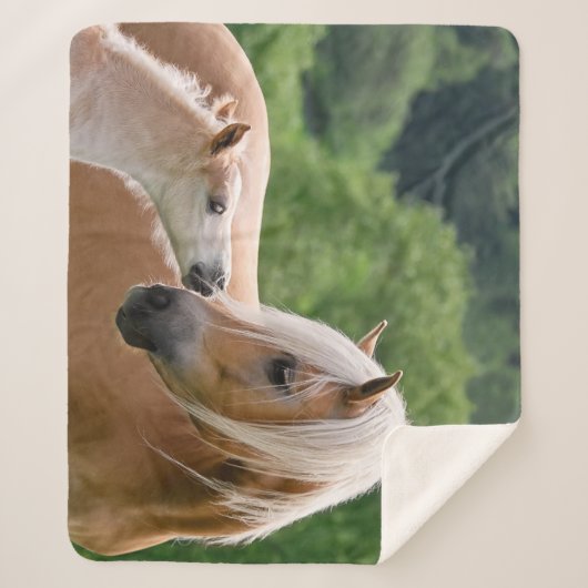 Haflingerのかわいい馬子馬およびお母さんの抱きしめるキス。 シェルパブランケット (正面)