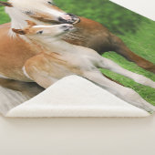 Haflingerの馬のかわいいベビーの子馬のキスのミイラの子馬の写真 シェルパブランケット (3/4)