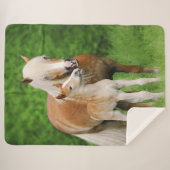 Haflingerの馬のかわいいベビーの子馬のキスのミイラの子馬の写真 シェルパブランケット (正面(横))