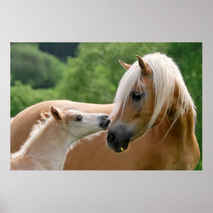 Haflinger Horses FoalとMare cudling、写真 ポスター