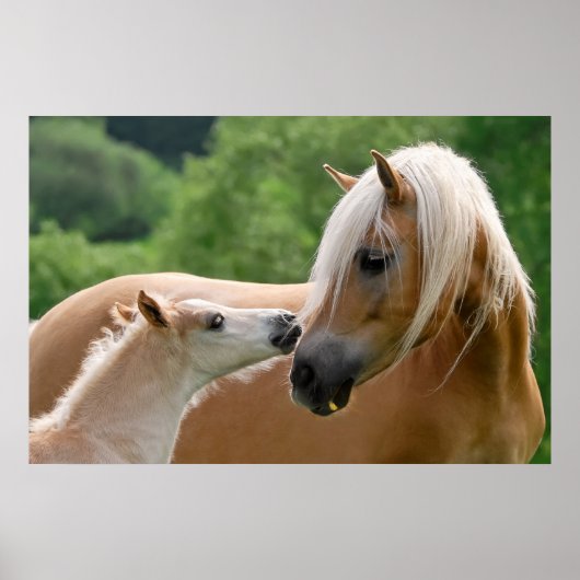 Haflinger Horses FoalとMare cudling、写真 ポスター (正面)