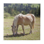 Haflinger Palomino Pony in Summer Pasture写真 タイル (正面)