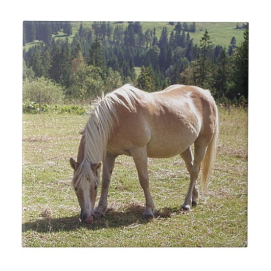 Haflinger Palomino Pony in Summer Pasture写真 タイル (正面)
