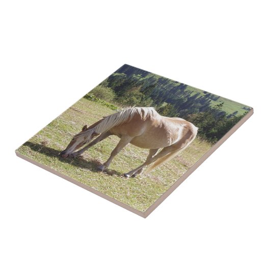 Haflinger Palomino Pony in Summer Pasture写真 タイル (側面)