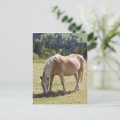 Haflinger Palomino Pony in Summer Pasture写真 ポストカード (スタンド正面)