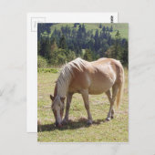 Haflinger Palomino Pony in Summer Pasture写真 ポストカード (正面/裏面)