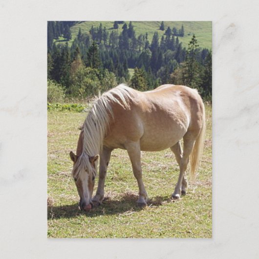 Haflinger Palomino Pony in Summer Pasture写真 ポストカード (正面)