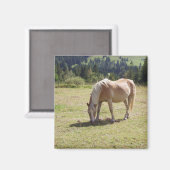 Haflinger Palomino Pony in Summer Pasture写真 マグネット (正面/裏面)
