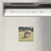 Haflinger Palomino Pony in Summer Pasture写真 マグネット (インサイチュ (食洗機))