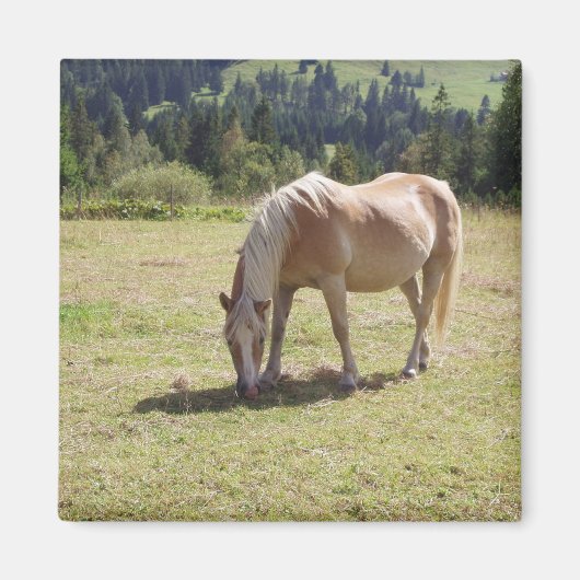 Haflinger Palomino Pony in Summer Pasture写真 マグネット (正面)