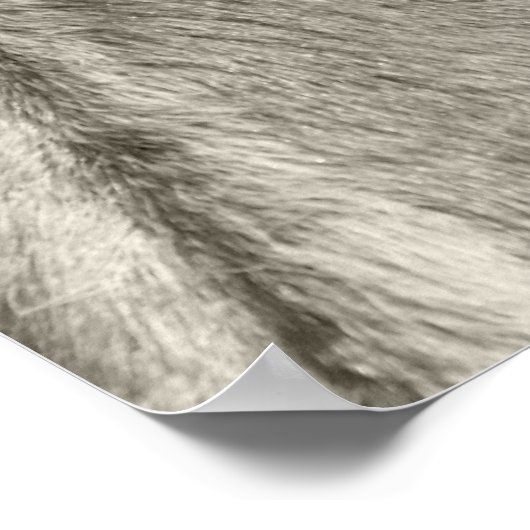 Haflinger Porträt - Horse - cheval ポスター (角)