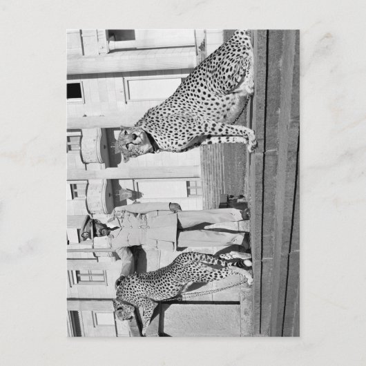 Haille Selassie - HIM - Rastafari – ポストカード (正面)