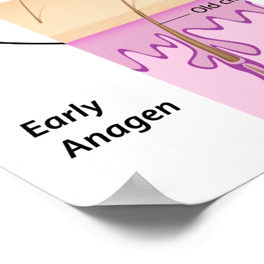 Hair growth cycle Poster ポスター (角)