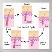 Hair growth cycle Poster ポスター (正面)