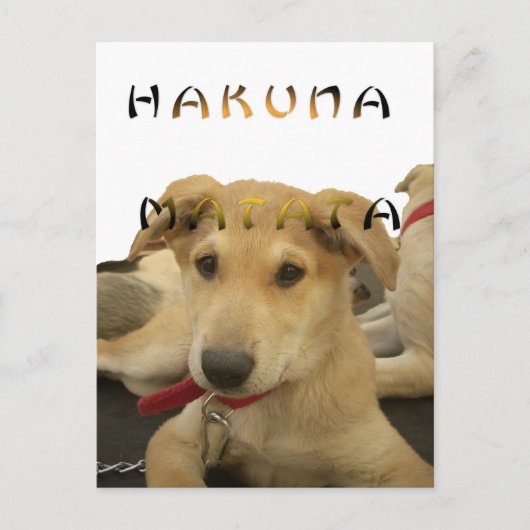 Hakuna Matata君の写真は考える分かる ポストカード (正面)