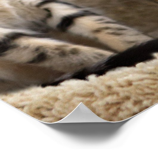 Hakuna Matata kittenのポスター ポスター (角)