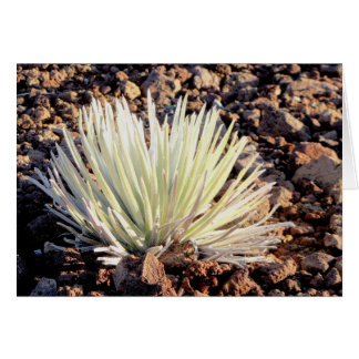 Haleakala、マウイのSilversword