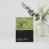 Half&Half写真0353 - Sedum (Autumn Joy) 名刺 (スタンド正面)