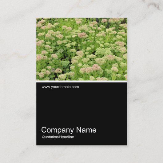Half&Half写真0353 - Sedum (Autumn Joy) 名刺 (正面)