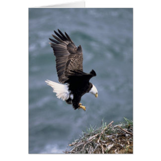 Haliaeetusのleucocephalus