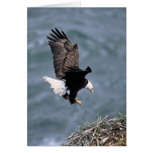 Haliaeetusのleucocephalus (正面)