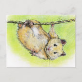 Ham ポストカード (正面)