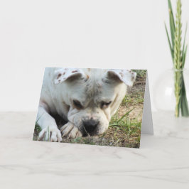 HAMbWG – グリーティングカード – 悲しい犬