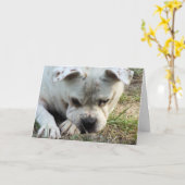 HAMbWG – グリーティングカード – 悲しい犬 (黄色い花)