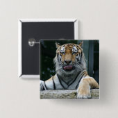 HAMbWG – スクエアボタン – タイガー 缶バッジ (正面&裏面)