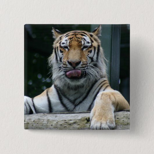 HAMbWG – スクエアボタン – タイガー 缶バッジ (正面)