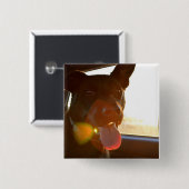 HAMbWG – ボタン – 車に乗る犬 缶バッジ (正面&裏面)