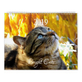 HAMbWG - Bright Cats Calendar カレンダー (カバー)