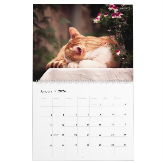 HAMbWG - Bright Cats Calendar カレンダー (1月 2026)