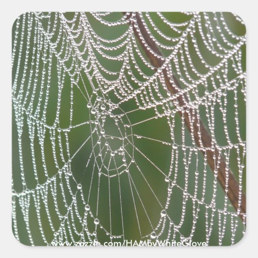 HAMbyWG – ステッカー – Spider Web (正面)
