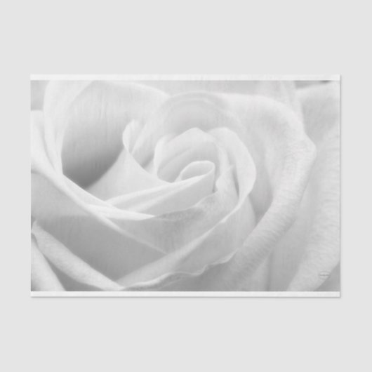 HAMbyWG – 白黒、白バラ 薄葉紙 (正面)