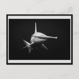Hammer head shark BW 002 Carte postale ハンマーヘッド ポストカード